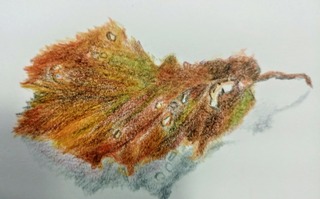 IMG_20200908_110151.jpg